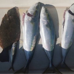 結束強度16kg！！冬の人気商品！！ 釣り　落とし込み仕掛け　4本針（剛華2本）✖️５セットの画像