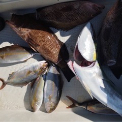 結束強度16kg！！冬の人気商品！！ 釣り　落とし込み仕掛け　4本針（剛華2本）✖️５セットの画像