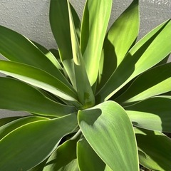 アガベ
の画像
