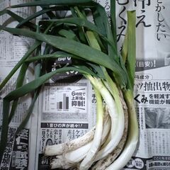 【第７弾】野菜いかがでしょうか？の画像