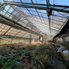 100坪のガラスの温室をご希望の方へ（解体費用はご負担ください）の画像