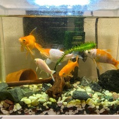 金魚お譲りします(譲渡予定者決定)の画像