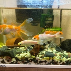 金魚お譲りします(譲渡予定者決定)の画像