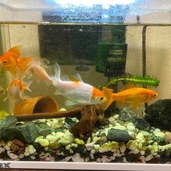 金魚お譲りします(譲渡予定者決定)の画像