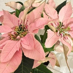 ピンクのプリンセチア　　の画像