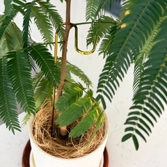 ACTUS エバフレッシュ 鉢カバー付き　おまけありの画像