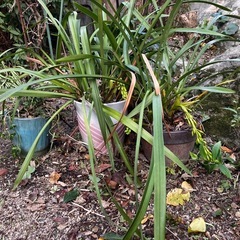 無料 つぼみ付 シンビジューム？の画像