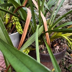 無料 つぼみ付 シンビジューム？の画像