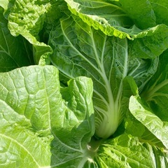 冬の野菜セット（2
）の画像