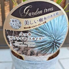 ユッカ・ロストラータ「サファイア・スカイズ」　鉢ごと　　ドライガーデンの画像