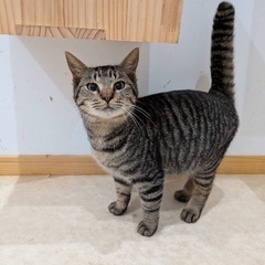 【迷い猫】保護してますキジトラ♂