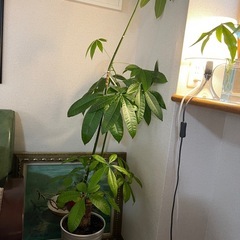 観葉植物の画像