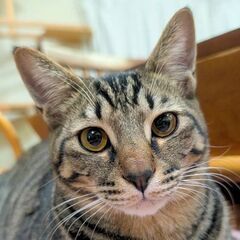 【たんじろう】８カ月キジ♂　【いのすけ】と兄弟一緒の譲渡希望