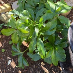 父が繁殖させたクリスマスローズ(大)の画像