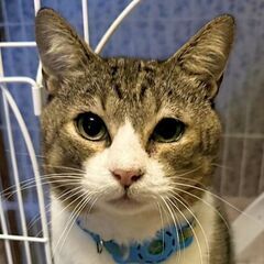 【天天】キジ白２歳♂ 大柄でおっとりなおしゃべり男子