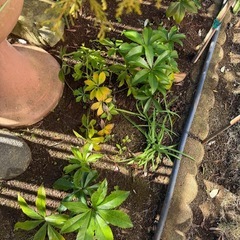 父が繁殖させたクリスマスローズ(小)の画像