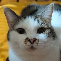 【あけび】丸顔、小柄の愛らしい女の子