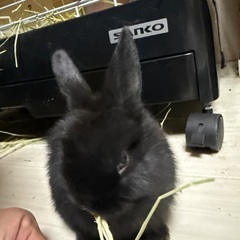 残り1羽　ホーランドロップの赤ちゃん