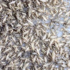 🦗ヨーロッパイエコオロギ　　　100匹 Mサイズ　No.3の画像