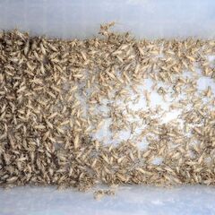 🦗ヨーロッパイエコオロギ　　　100匹 Mサイズ　No.3の画像