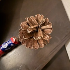 大きい　大きな　松ぼっくりの画像