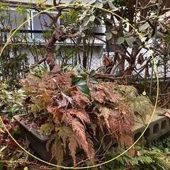 無料 盆栽の画像