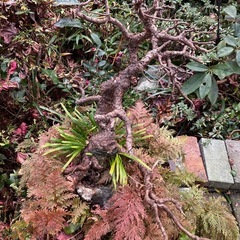 無料 盆栽の画像