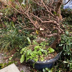 無料 盆栽の画像