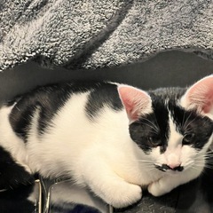 キジチャトのサバトラさんとハチワレお嬢様2匹