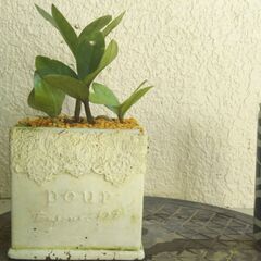 ミニ盆栽ザミオクルカスの画像