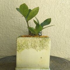 ミニ盆栽ザミオクルカスの画像