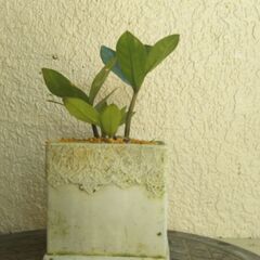 ミニ盆栽ザミオクルカスの画像