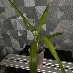 ⭐️お譲り先決定❗️🉐✨【観葉植物】青年の木　　ユッカの画像