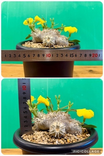 ①　パキポディウム　恵比寿大黒