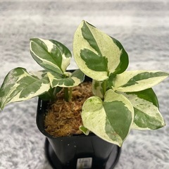 【観葉植物】貴重な品種のポトスエンジョイ🌱の画像