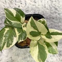 【観葉植物】貴重な品種のポトスエンジョイ🌱の画像