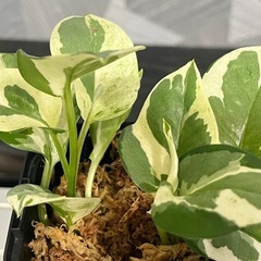 【観葉植物】貴重な品種のポトスエンジョイ🌱の画像