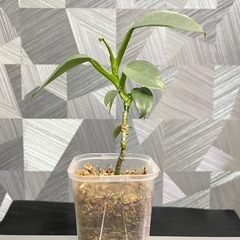 【観葉植物】フィロデンドロンシルバーメタル🌱✨の画像