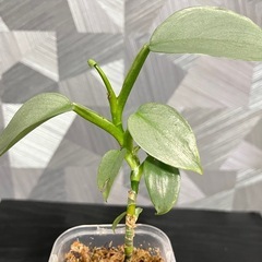 【観葉植物】フィロデンドロンシルバーメタル🌱✨の画像