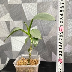 【観葉植物】フィロデンドロンシルバーメタル🌱✨の画像