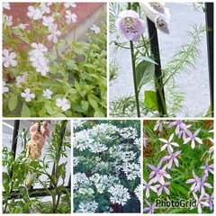 花の苗　16個②　何が咲くかお楽しみ！の画像