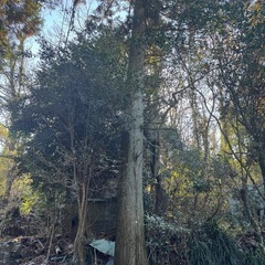 木あげますの画像