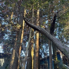 木あげますの画像