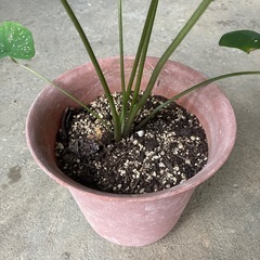 カラジュウムビコロール❓の画像