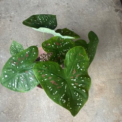 カラジュウムビコロール❓の画像