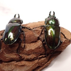 ニジイロクワガタ　２ペア　白眼1ペア　グリーン系　の画像