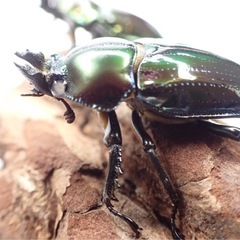 ニジイロクワガタ　２ペア　白眼1ペア　グリーン系　の画像