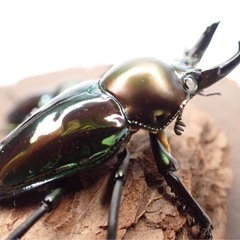 ニジイロクワガタ　２ペア　白眼1ペア　グリーン系　の画像