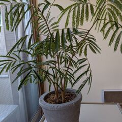 青山フラワーマーケットで購入したエバーフレッシュの画像