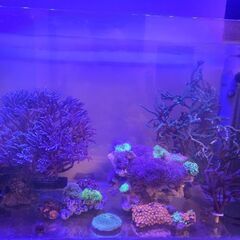 海水水槽一式丸ゴト売りますの画像